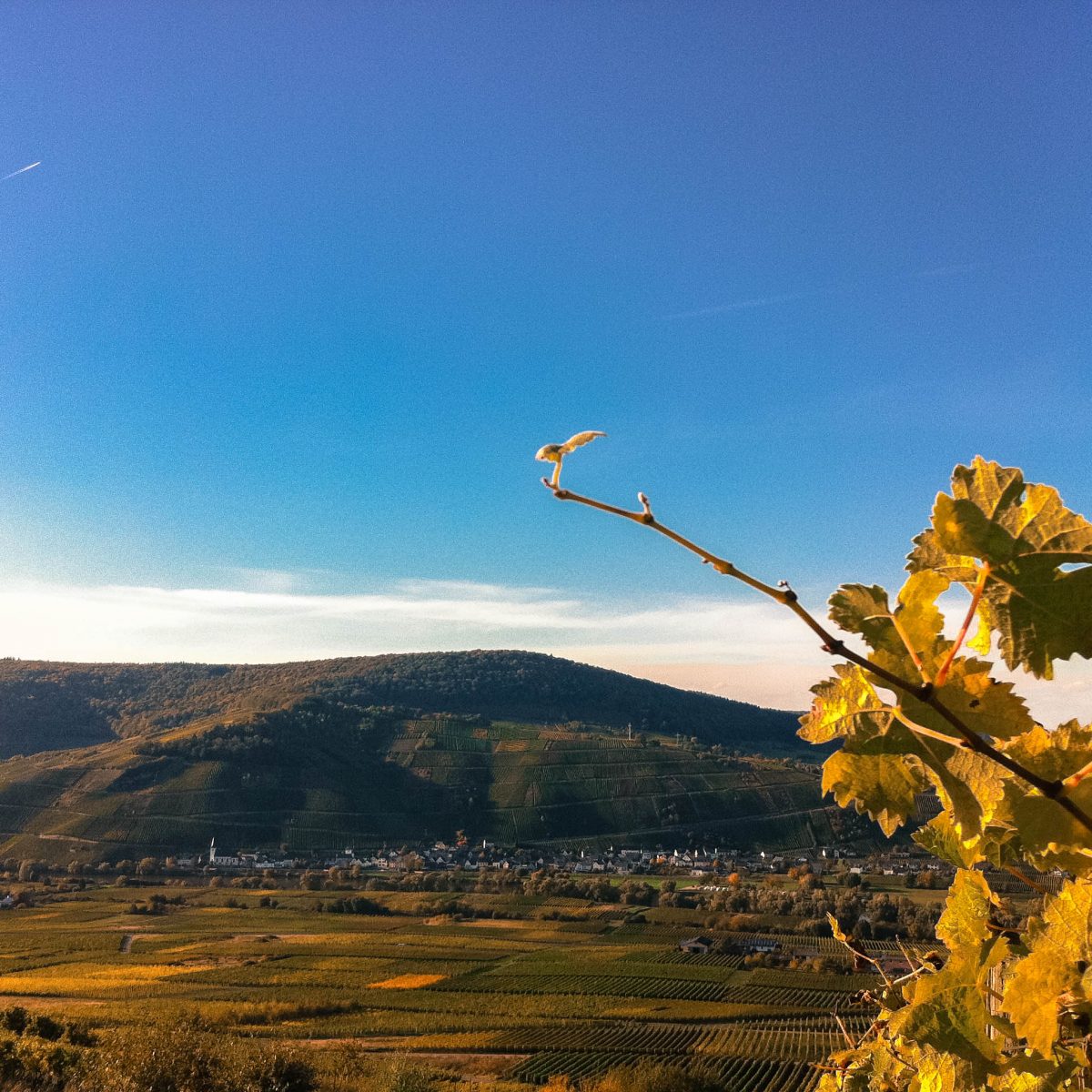 Kestener Paulinsberg, Kesten, Mosel, Germany