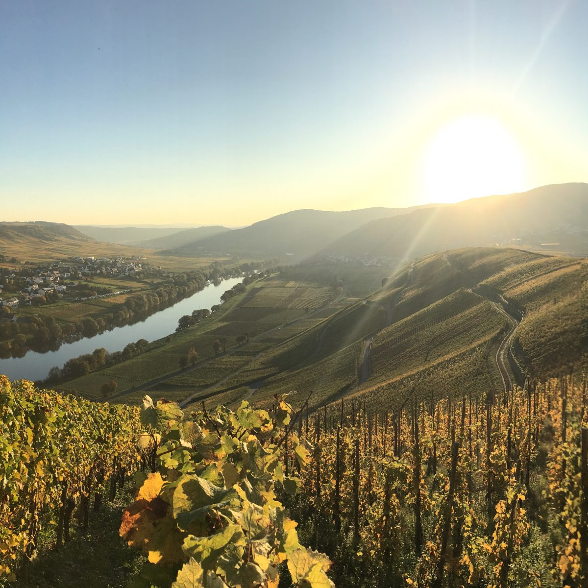 Kestener Paulinshofberg, Kesten, Mosel, Germany